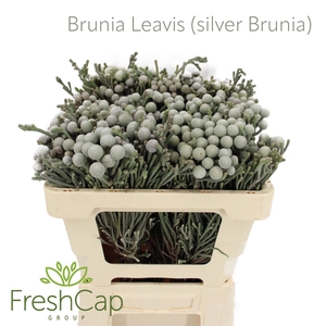 Brunia Leavis (silver Brunia)