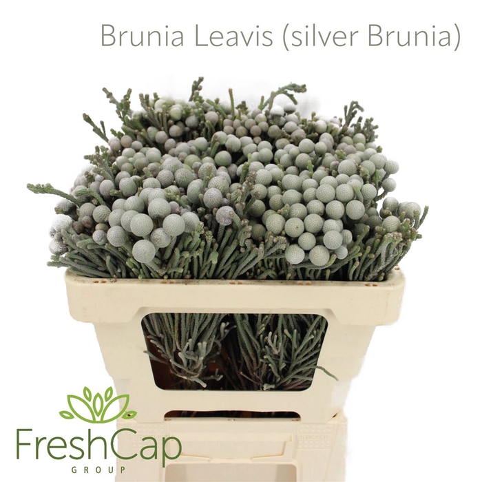 <h4>Brunia Leavis (silver Brunia)</h4>