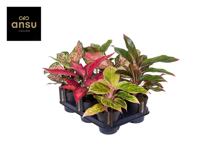 <h4>Aglaonema Gemengd Colour</h4>