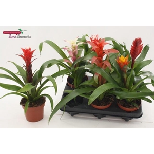 BROMELIA GEM