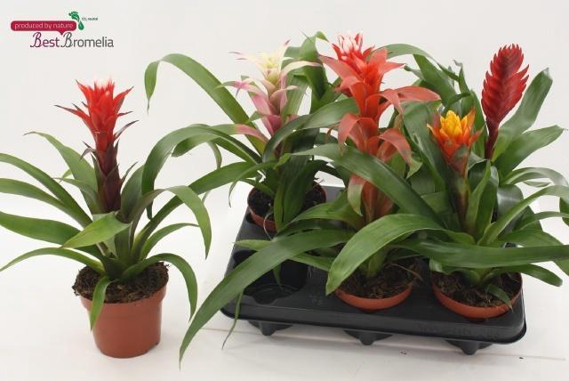<h4>BROMELIA GEM</h4>
