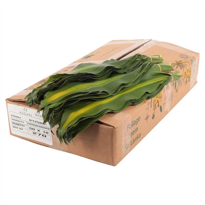 <h4>Dracaena Massangeana</h4>