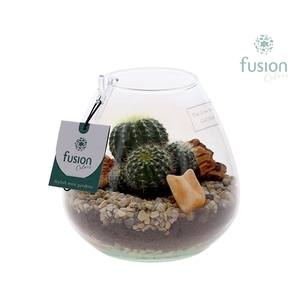 Green Bottle Abby Small met Cactussen