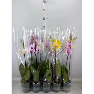 Phalaenopsis   ...mix  5
