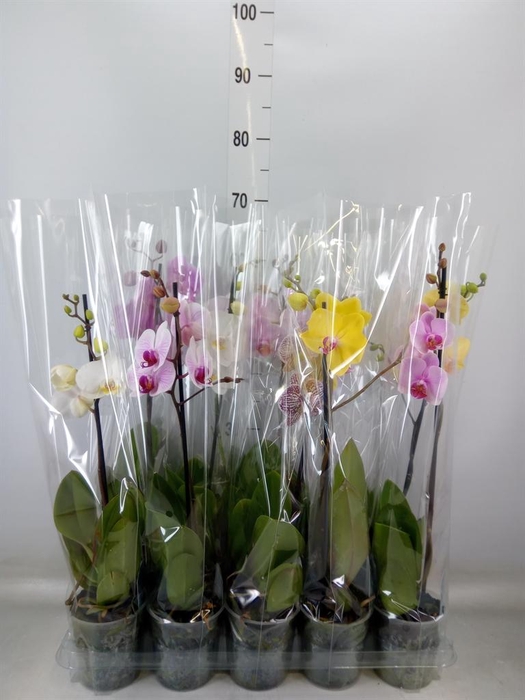 <h4>Phalaenopsis   ...mix  5</h4>
