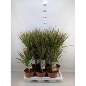 Dracaena marg. 'Bicolor'