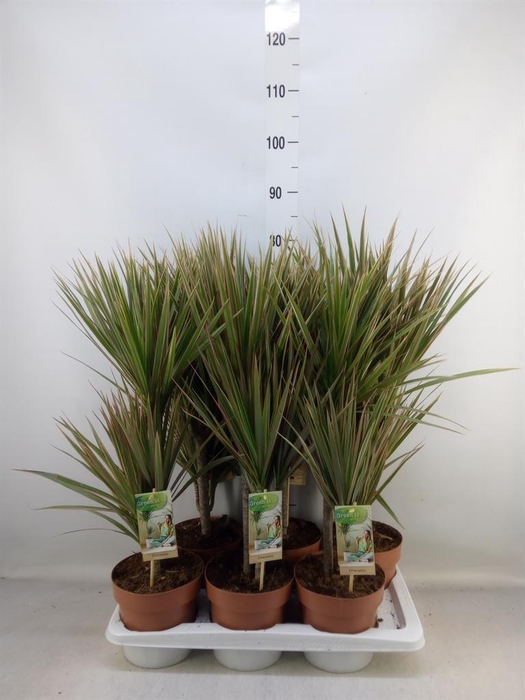 <h4>Dracaena marg. 'Bicolor'</h4>