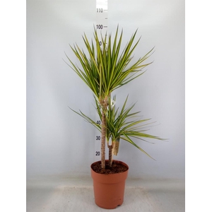 Dracaena marg. 'Sunray'