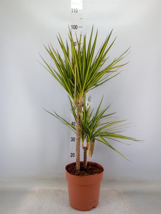 <h4>Dracaena marg. 'Sunray'</h4>