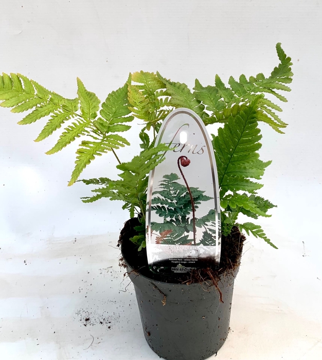 Dryopteris erythrosora