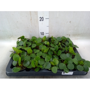 Pilea peperomoides
