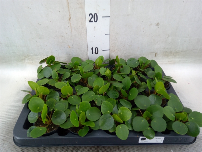 <h4>Pilea peperomoides</h4>