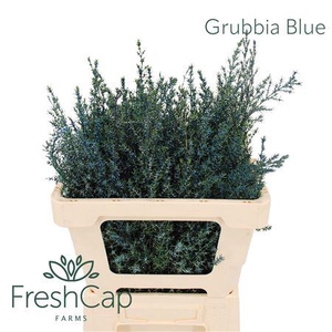 Grubbia Blue