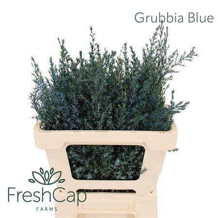 <h4>Grubbia Blue</h4>