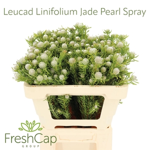 Leucad Linifolium Jade Pearl Spray