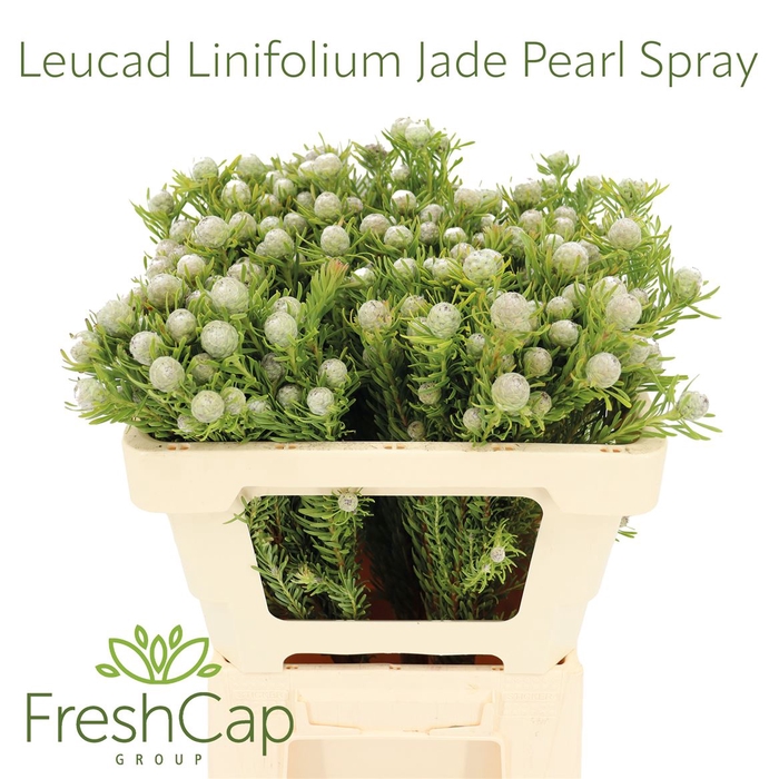 <h4>Leucad Linifolium Jade Pearl Spray</h4>