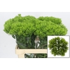 Dianthus Br Kiwi Mellow