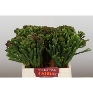 BRUN ALBIFLORA