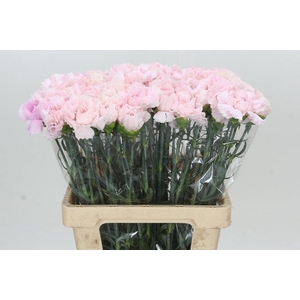 Dianthus St Signorelli