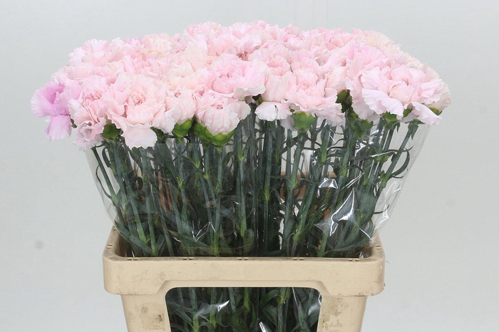 <h4>Dianthus St Signorelli</h4>
