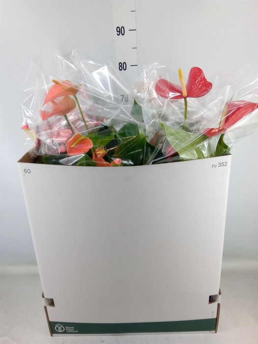 <h4>Anthurium   ...mix</h4>