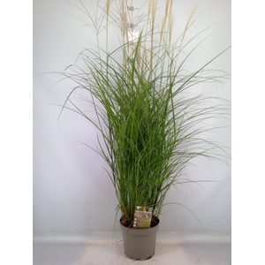 Miscanthus sin. 'Kleine Silber'