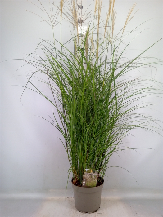 <h4>Miscanthus sin. 'Kleine Silber'</h4>