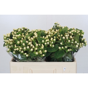 Hypericum Magical Snowprince