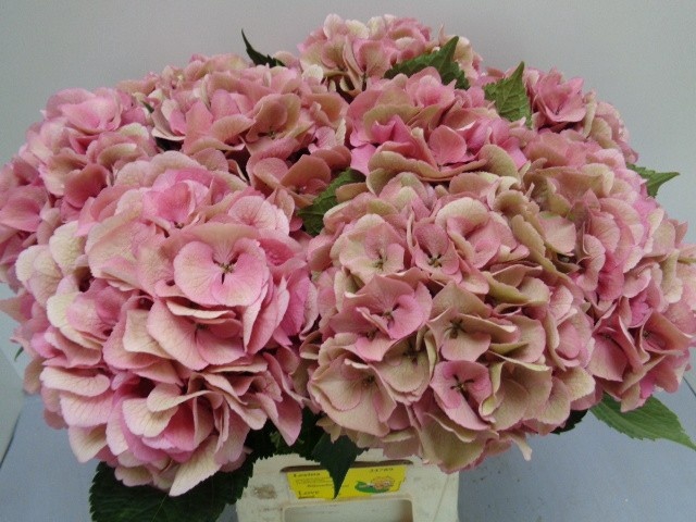<h4>HYDR M ROYAL LOVE CL</h4>