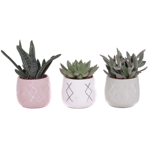 Succulenten mix 5,5 cm in tuvalu pot