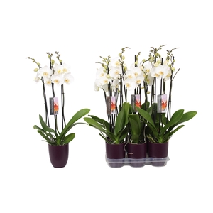 Phalaenopsis White, 3-spike Purple Ceramics