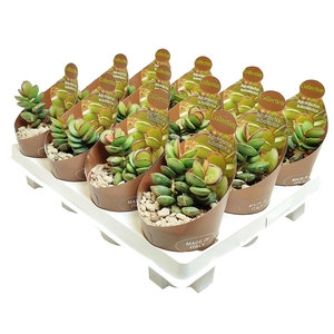 Adromischus Subdistichus Potcover