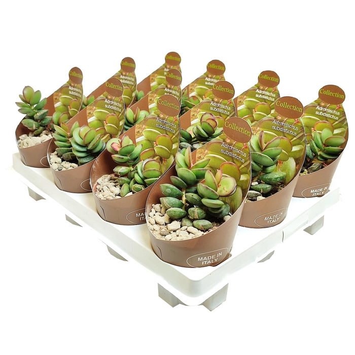 <h4>Adromischus Subdistichus Potcover</h4>