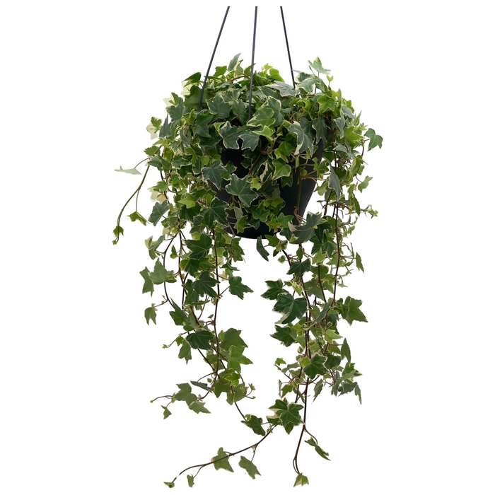 <h4>HED HE ESTHER</h4>