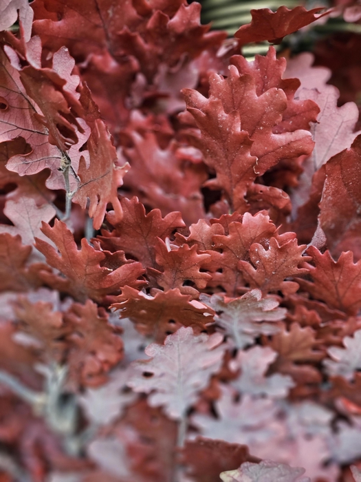 <h4>GESTABILISEERD EIK ROOD</h4>