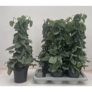 SCIND PICT SILVE ANN