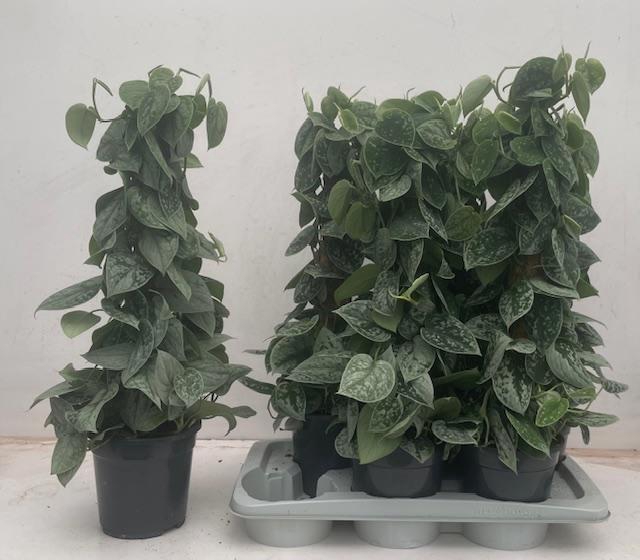 <h4>SCIND PICT SILVE ANN</h4>