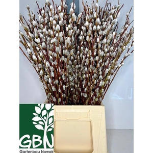 SALIX WILGENKATJES