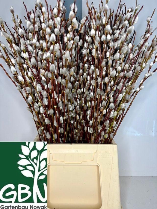 <h4>SALIX WILGENKATJES</h4>