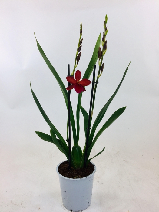 <h4>ORCHIDEEEN OVERIG</h4>