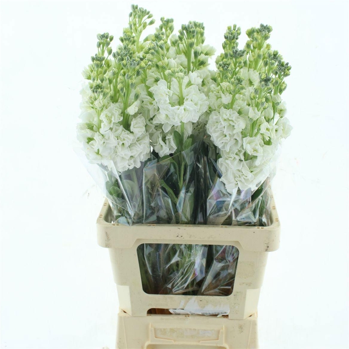 <h4>MATTH IRON WHITE</h4>