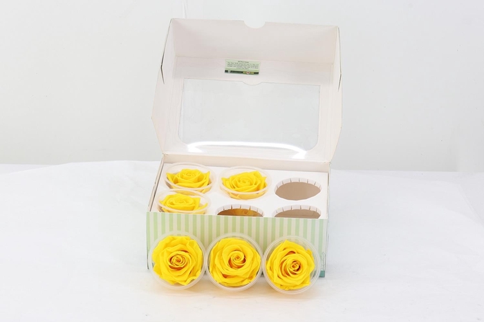 <h4>Rosa Preserved Yellow</h4>