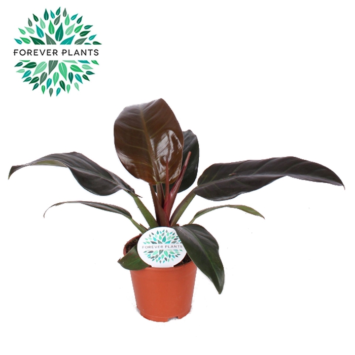 <h4>Philodendron Imperial Red</h4>