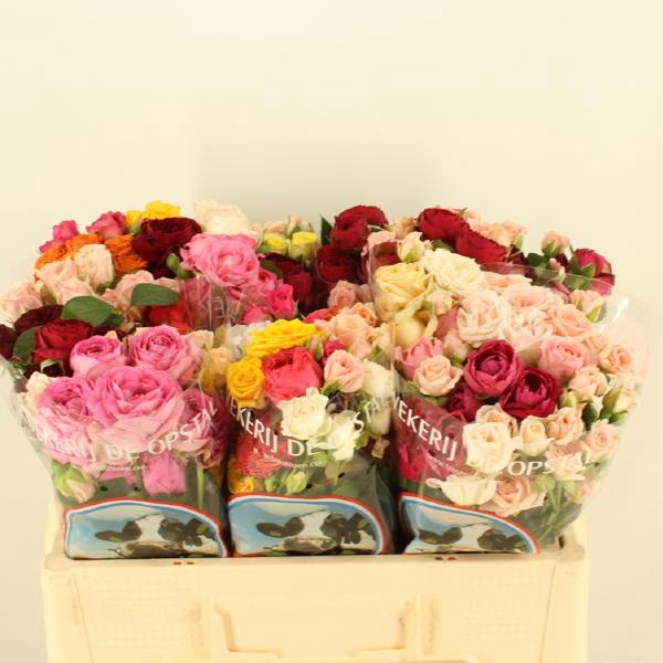 <h4>R Tr Mix Novelties Opstal</h4>