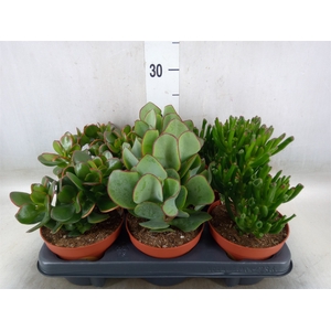 Crassula   ...mix