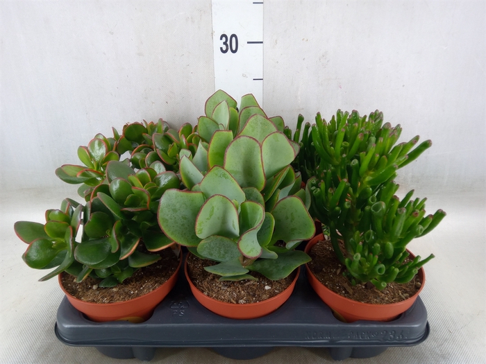 <h4>Crassula   ...mix</h4>