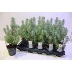 arr8 Pinus Silver Crest