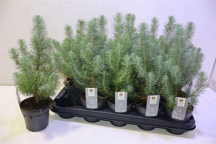 <h4>arr8 Pinus Silver Crest</h4>