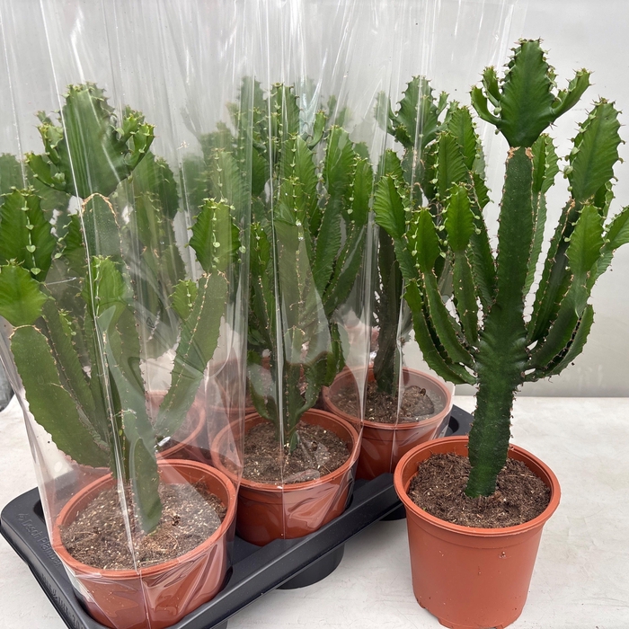 <h4>EUPHOR CANDELABRUM</h4>