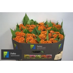 Celosia argentea (Cristata Grp) 'Act Zara'
